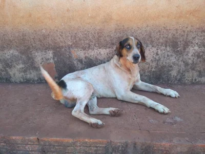 Vende-se Filhotes Raça Fox Hound Americano