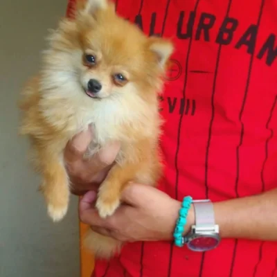 Lulu da Pomerania