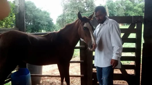 égua Manga Larga Marchador