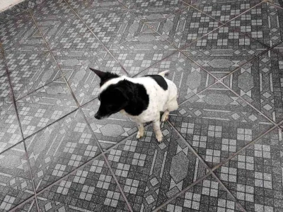 Cachorrinha Dócil Pequena
