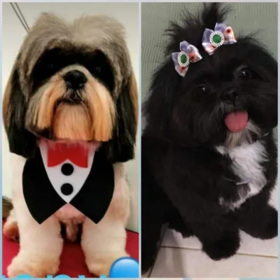 Filhote de Shih Tzu