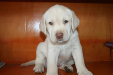 Filhotes de Cão de Raça Pura Labrador