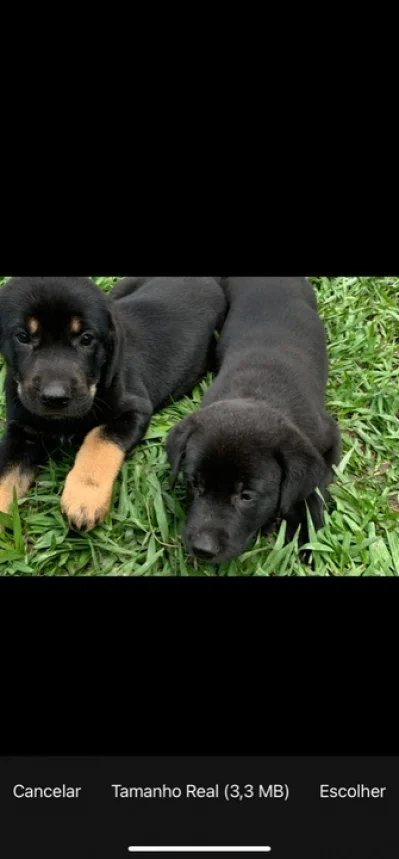 Labrador com Pastor