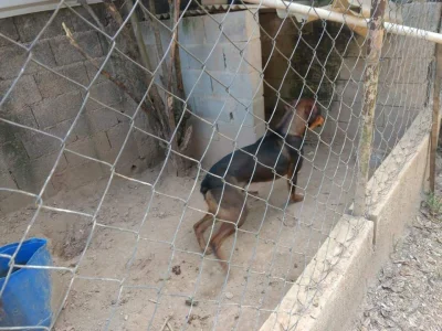 Doação de Cachorro com 1 Ano e 4 Meses