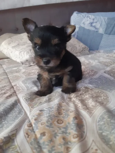Vendo Filhotes de Yorkshire