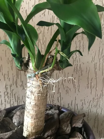 Muda de Folhagem e Suporte Rusticco para Folhagem