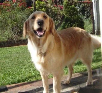 Golden Retriever - Fêmea