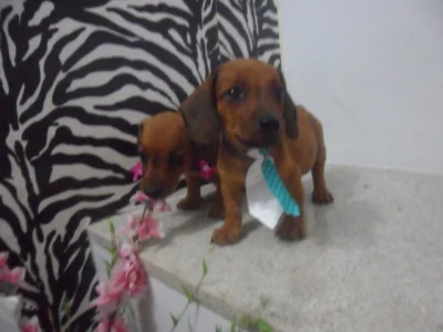 Basset Anão Legítimo