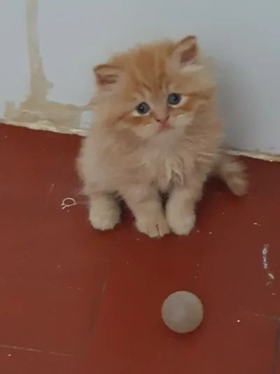 Gatinhos Persa e Himlaio