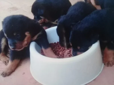 Rottweiler (cabeça de Touro)