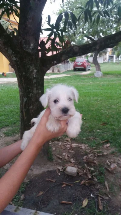 Mini Schnauzer Seropedica RJ