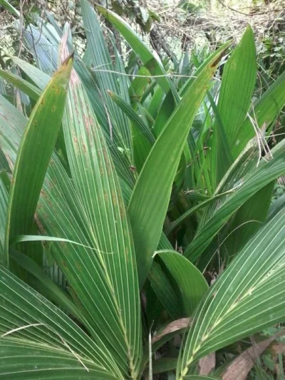 Coqueiro Anã Mudas