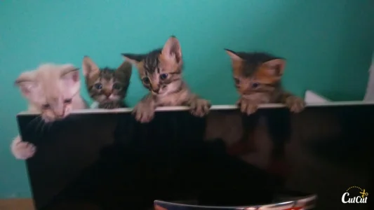 Doa SE Gatos