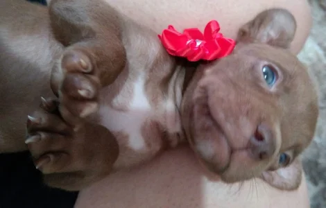 Filhotes de Pitbull