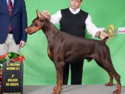 Filhotes de Dobermans