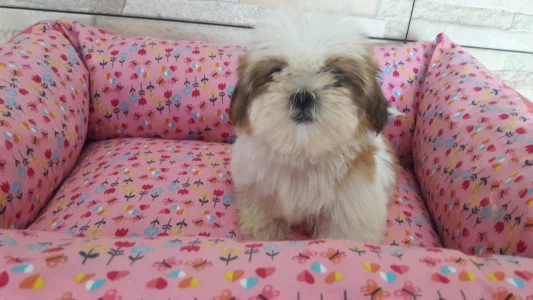 Shih Tzu Filhotes Disponiveis