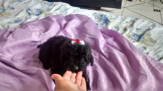 Poodle Toy Femea Linda Entregamos e Facilitamos