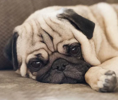 Vendo Pug Macho com Pedigree