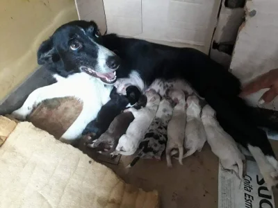 Filhotes de Border Collie á Venda