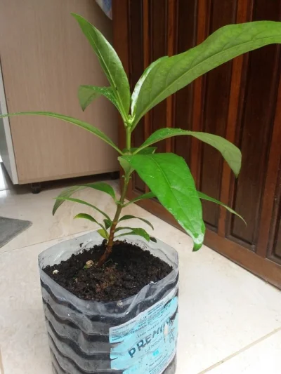 Mudas de Noni