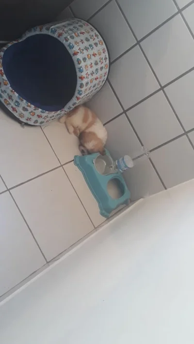 Filhote de Shitzu