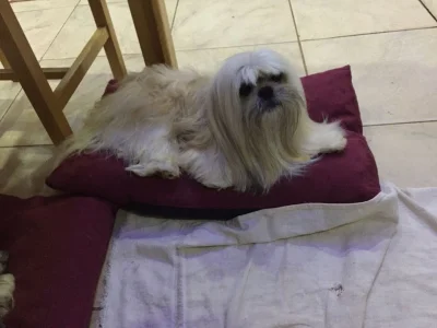 Filhotes de Lhasa Apso