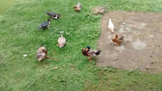 Marrecos