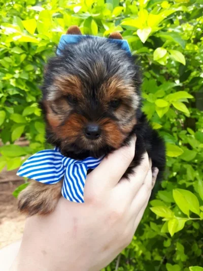 Filhotes Yorkshire Terrier (sa)