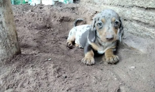 Filhote de Dachshund,teckel,salsicha
