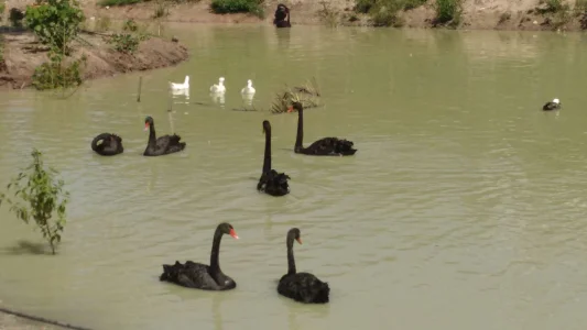 Cisne Negro Emu
