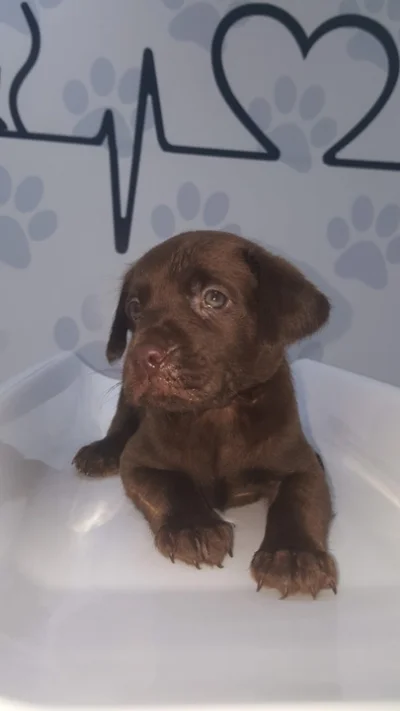 Filhotes de Labrador Chocolate