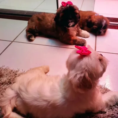 Filhotes de Lhasa Apso