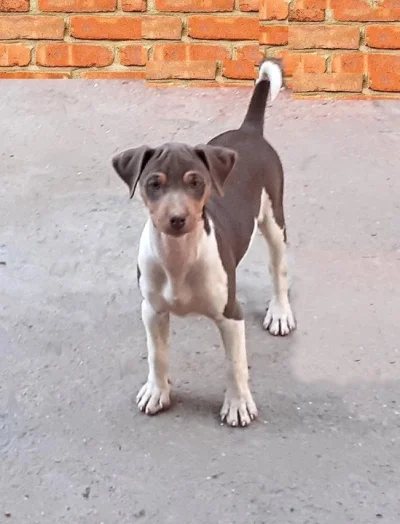 Terrier Brasileiro Fox Paulistinha