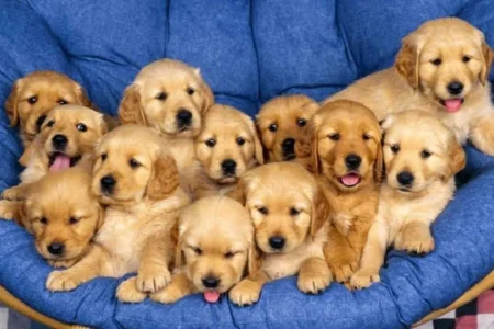 Lindos Filhotes de Golden com Pedigree