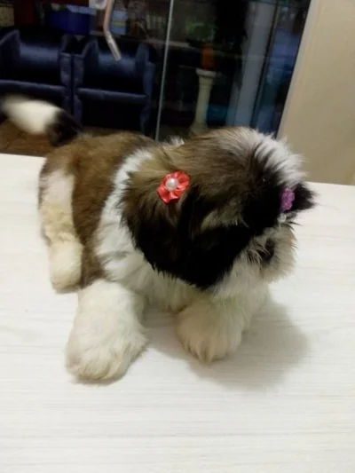 Shih Tzu