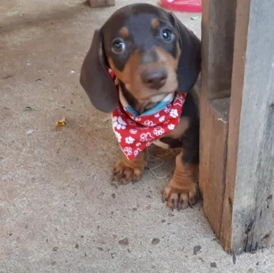 Filhote de Daschund,basset,salsicha