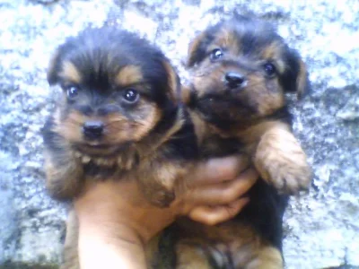 Filhotes de Yorkshire Lindos