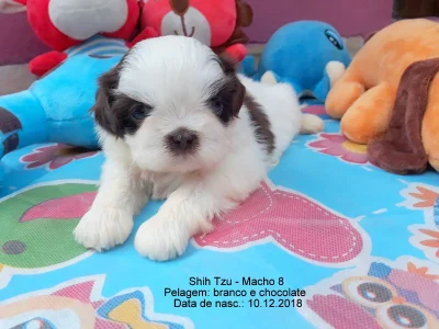 Shih Tzu Macho 600,00 ou 12x de 60,24 Whats 51-9.9418.9321