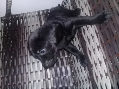 Filhotes Labrador