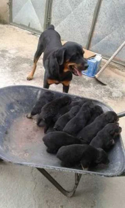 Vende SE Filhote de Rottevale