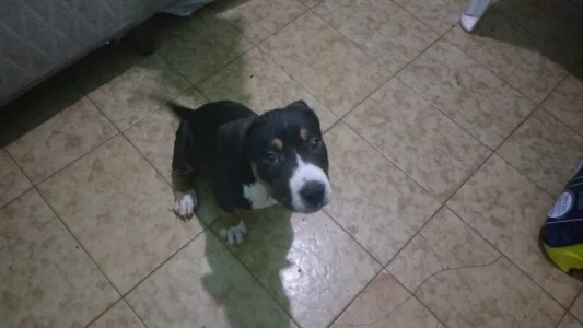 Filhote de Pitbull Black Nose
