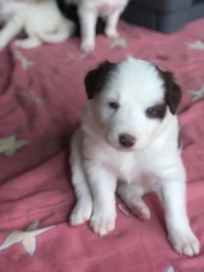 Vendo Border Colie