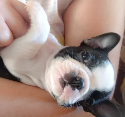 Cachorros Buldogue Francês