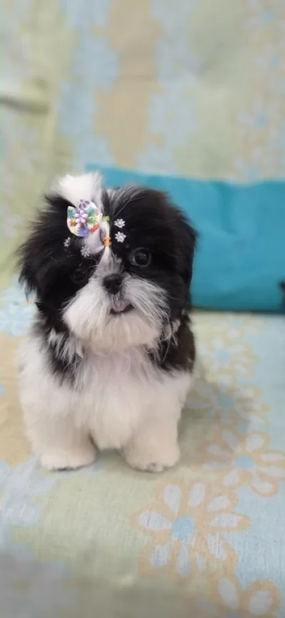 Shih Tzu Fêmea