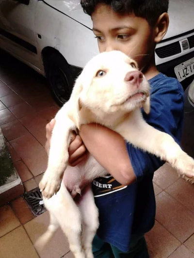 Filhote de Labrador