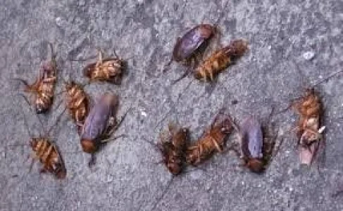 Desentupidora e Dedetizadora em DF