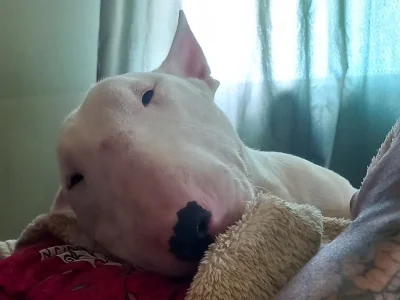 Bull Terrier Inglês Filhotes Cheirosos🥰