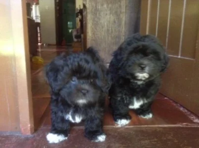 Lhasa Apso