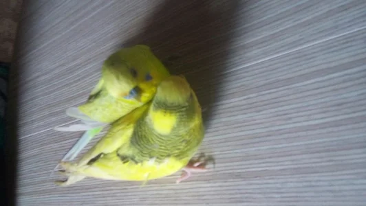 Vendo 2 Passaros