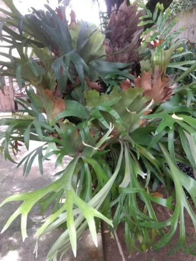 Planta Chifre de Viado, Macho e Fêmea